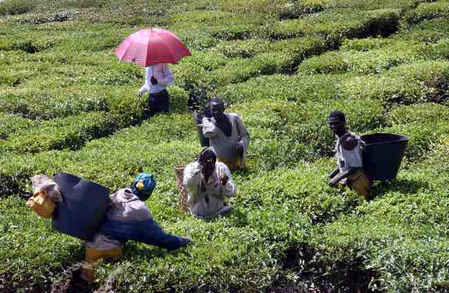 Field Appraisal Framework for Agricultural Projects