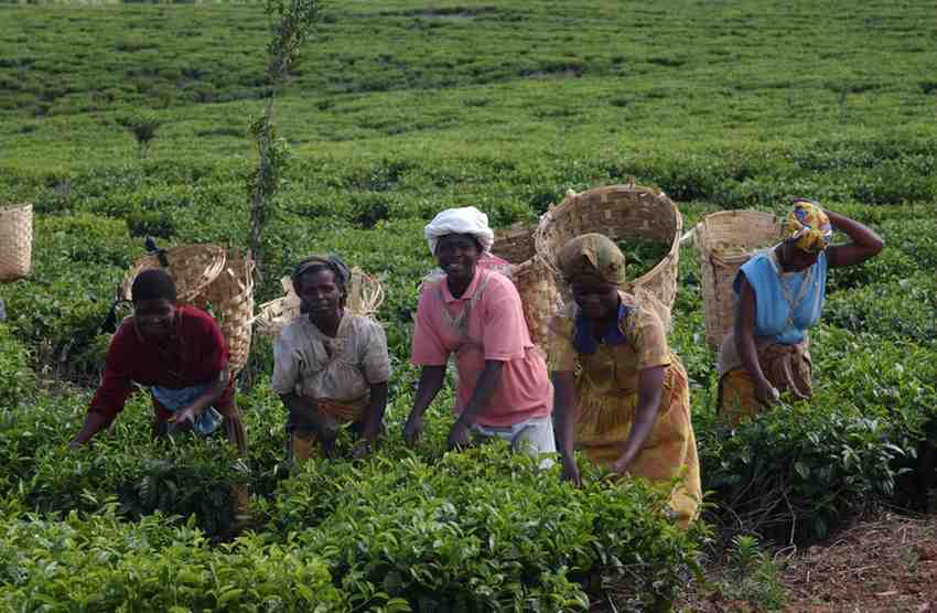 مسارات مناخية